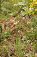 Thelypodium wrightii