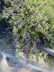 Scutellaria wrightii