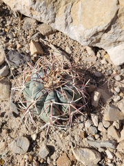 Echinocactus horizonthalonius