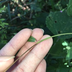 Microstegium ciliatum