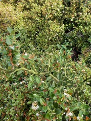 Carissa bispinosa
