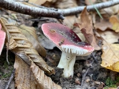 Russula
