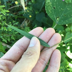 Microstegium ciliatum