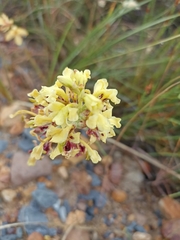 Tritoniopsis parviflora