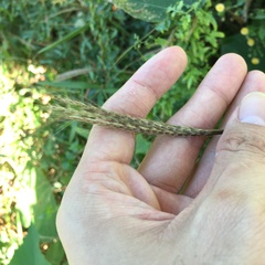 Microstegium ciliatum