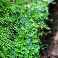 Tetraphis pellucida