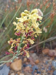 Tritoniopsis parviflora