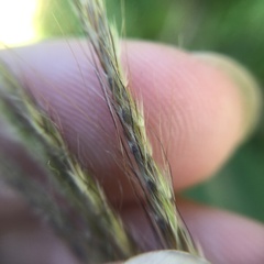 Microstegium ciliatum