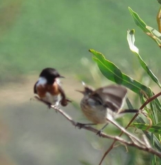 Saxicola torquatus