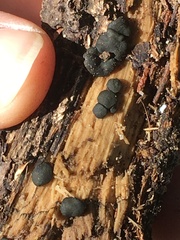Pezizomycetes