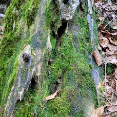Tetraphis pellucida