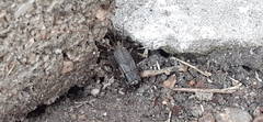 Miogryllus