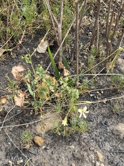 Pelargonium elongatum