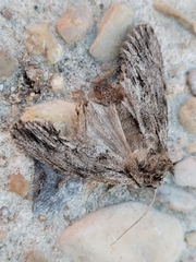 Asteroscopus sphinx