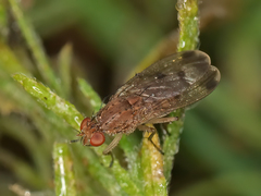 Suillia variegata