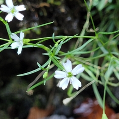 Heliosperma pusillum