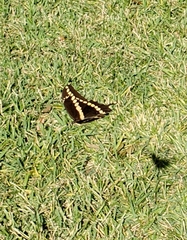 Heraclides cresphontes