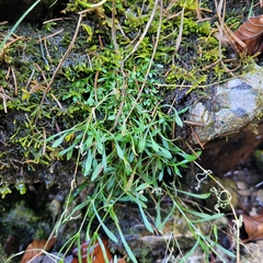 Heliosperma pusillum