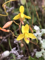 Cyanella lutea