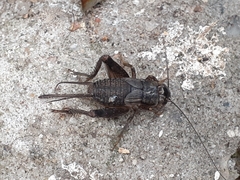 Miogryllus