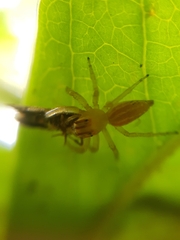 Chira