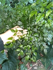 Radermachera sinica