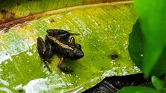 Phrynobatrachus natalensis