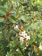 Carissa bispinosa