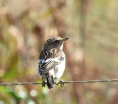 Saxicola torquatus