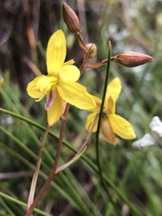 Cyanella lutea