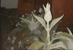 Kalanchoe gastonis-bonnieri