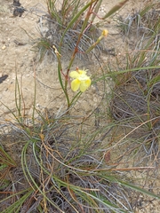 Moraea bituminosa