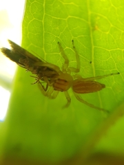 Chira