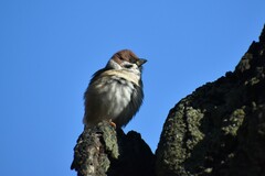 Passer montanus