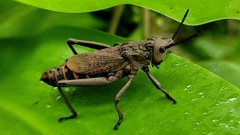 Dictyophorus griseus