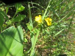 Ranunculus multifidus