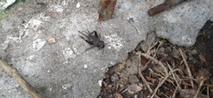 Miogryllus