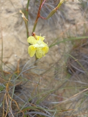 Moraea bituminosa