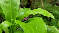 Dictyophorus griseus