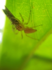 Chira