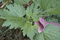 Leonurus quinquelobatus