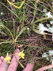 Cyanella lutea