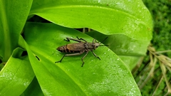 Dictyophorus griseus