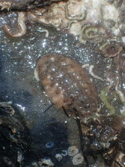 Acanthochitona crinita