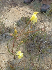 Moraea bituminosa