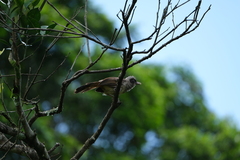 Pterorhinus perspicillatus