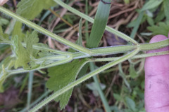 Leonurus quinquelobatus