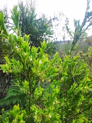 Diospyros glabra