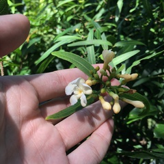 Melodinus angustifolius