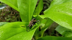 Dictyophorus griseus